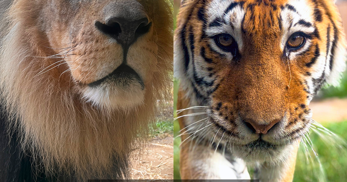 Big Cat Day at Zoo Boise
