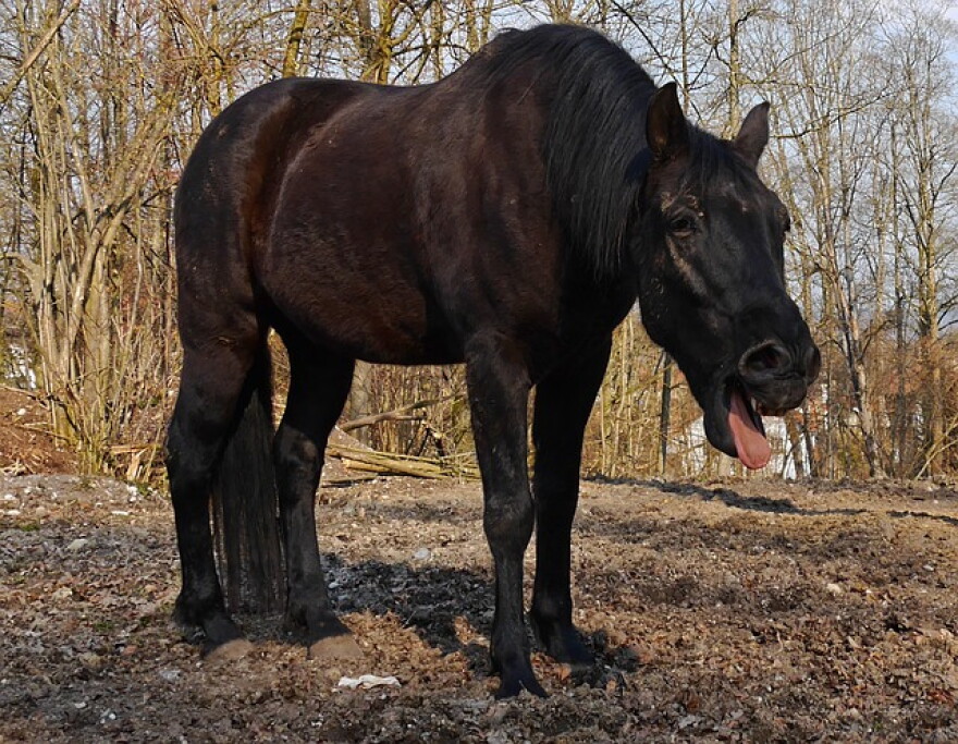 Even horses cough!