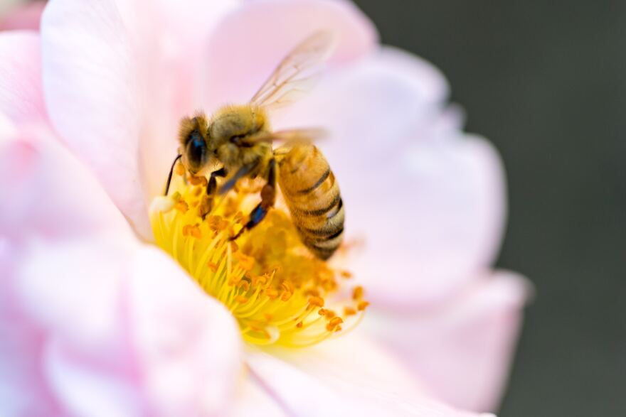 A bee pollinating a flower. 