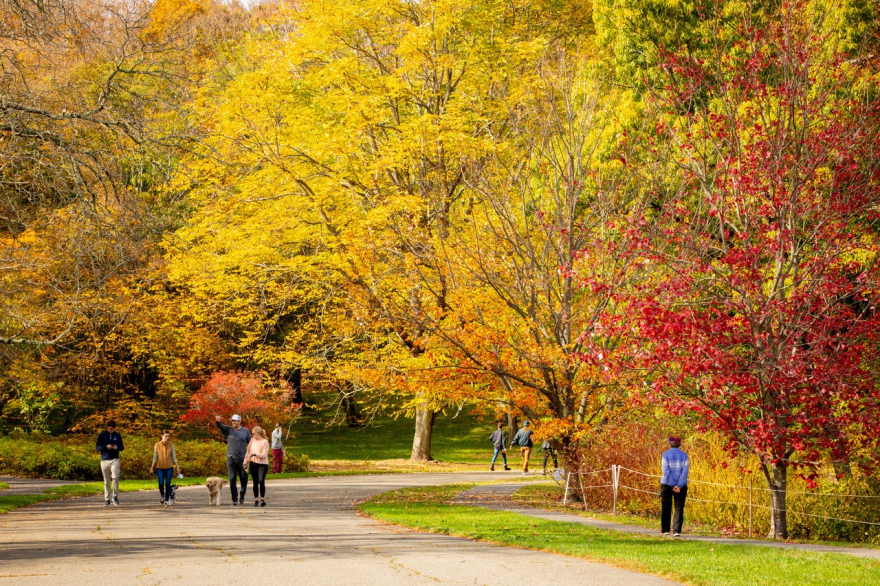 Images courtesy of The Arnold Arboretum, Jon Hetman. All rights reserved.