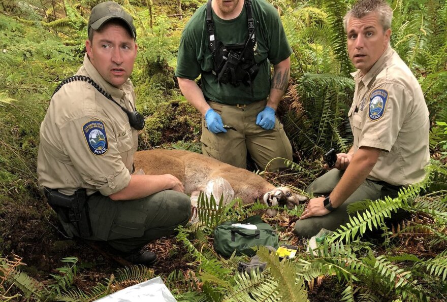 North-Bend-cougar-attack-Washington-Department-of-Fish-and-Wildlife.jpg