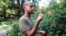 Rob Greenfield browses on red hibiscus in Dickson Azalea Park, Orlando. Photo: Matthew Peddie, WMFE