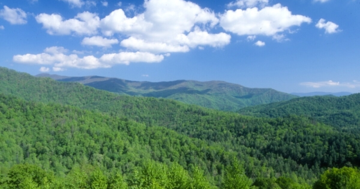 U.S. Forest Service’s roadless rule repeal threatens North Carolina’s old-growth trees