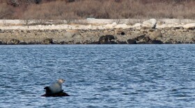 Harbor seal in Long Island Sound — Norwalk, Conn.