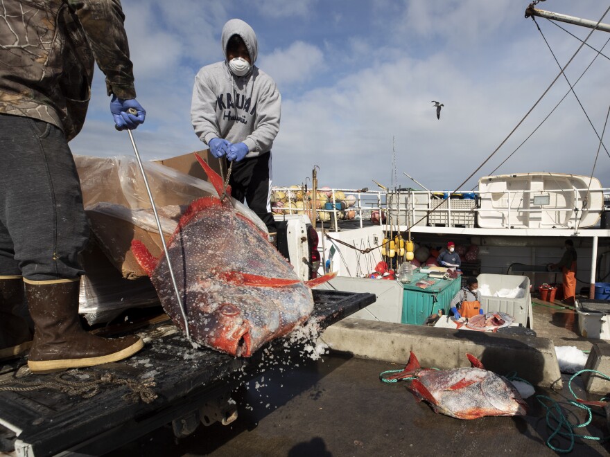 Opah fish are hauled onto a dock for sale last week in San Diego. Fishermen coming home to California after weeks at sea are finding strict anti-coronavirus measures, and nowhere to sell their catch.