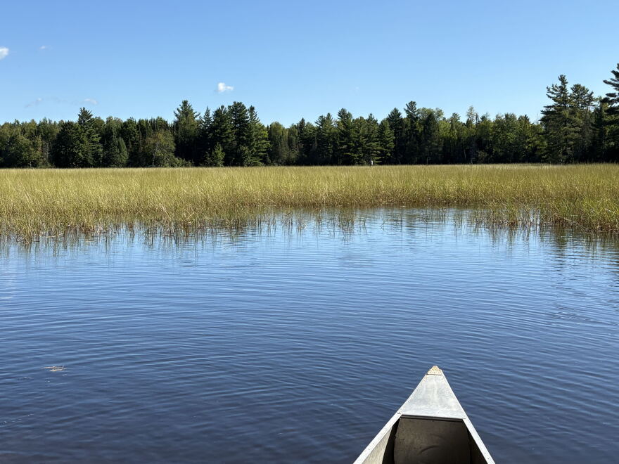 Island Lake is one of various lakes open for wild rice harvesting