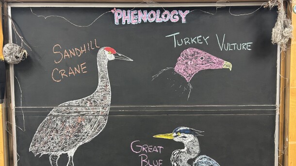 Chalk illustrations show a Great Blue Heron, a Sandhill Crane, and a Turkey Vulture.