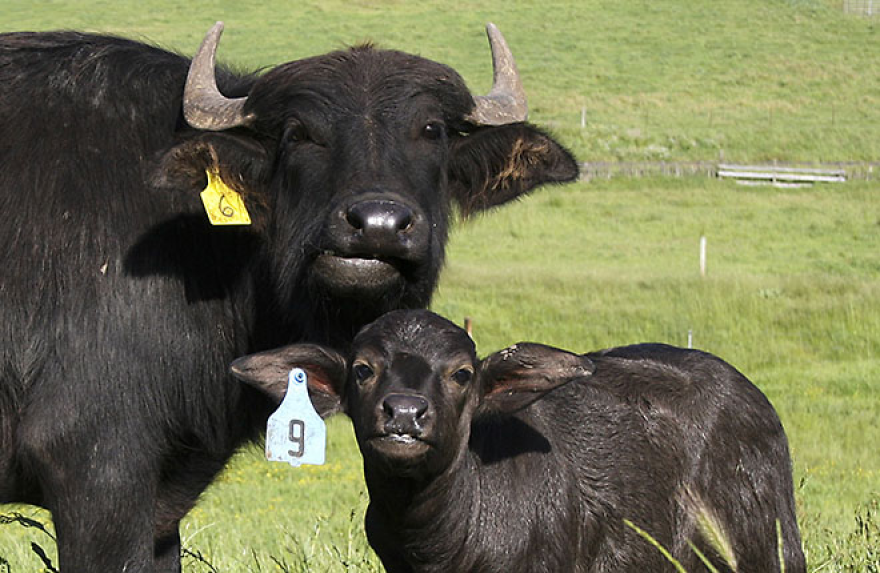 Water buffaloes stand in a field.
