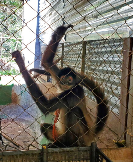 Pancho the spider monkey was so traumatized by the black market animal trade that he wouldn't let his new handlers remove the orange rope around his neck when he arrived at his new sanctuary.
