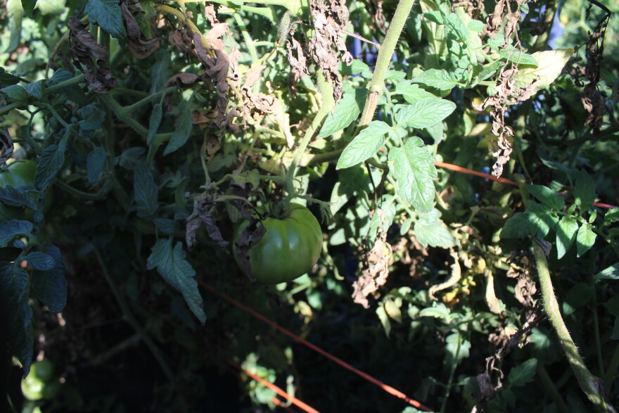 A tomato hangs on a vine at Tasty Acres Farm north of Springfield, Mo. on October 16, 2026.