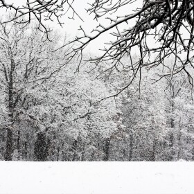 Snowfall in the woods.