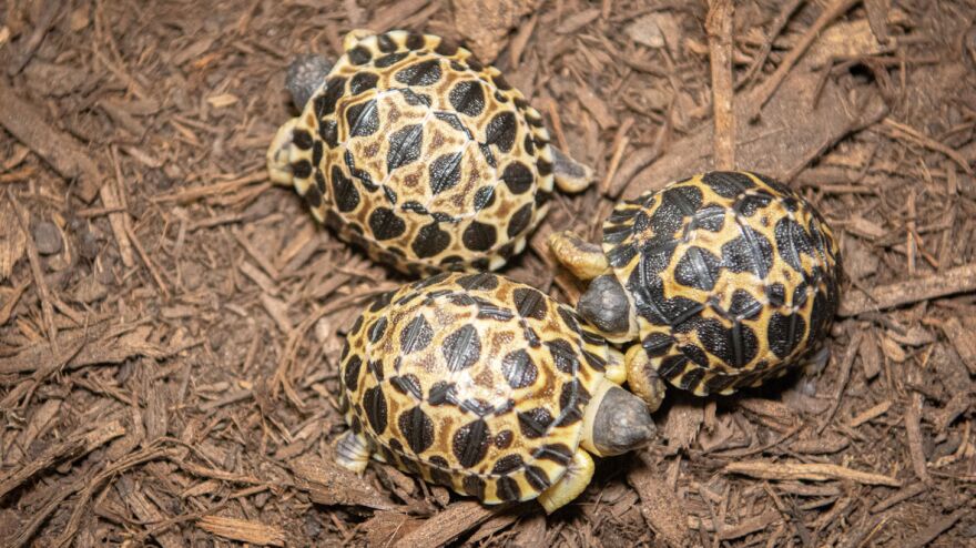 Jackelin Reyna/Houston Zoo