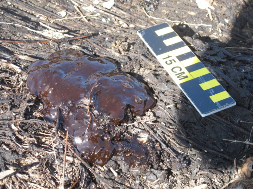 Oil oozes to the surface of marshland near Bay Jimmy, on the Louisiana coast.
