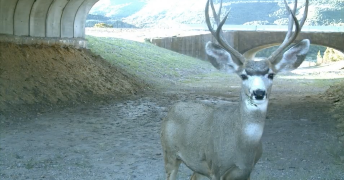 New funding aims to bridge Utah’s wildlife crossing needs