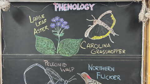 Chalk illustrations show a large-leaf aster, Carolina grasshopper, Northern Flicker, and pelecinid wasp.