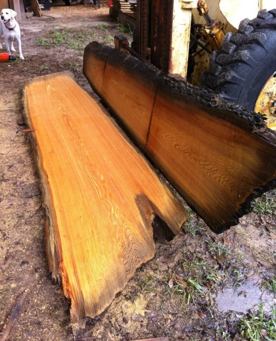 A cypress log, dredged from a river in South Carolina, being milled for furniture and other uses. The rough bottom edge indicates that the tree was originally felled by ax.