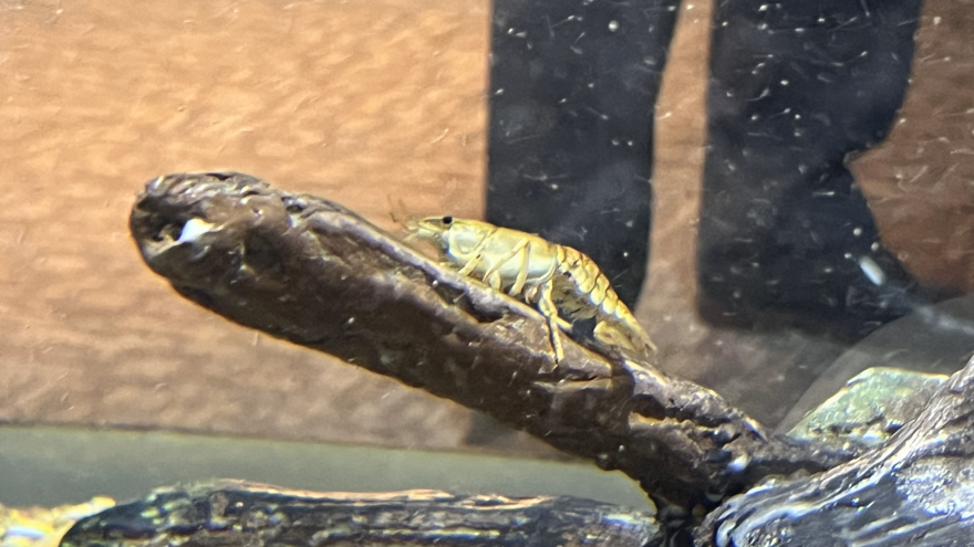 You might have to squint, but it's not too hard to spot one of the smallest creatures in the exhibition - White River Crayfish - native to eastern North America, parts of the Great Lakes and the Gulf of Mexico.