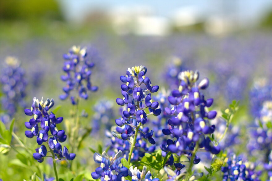 Bluebonnets