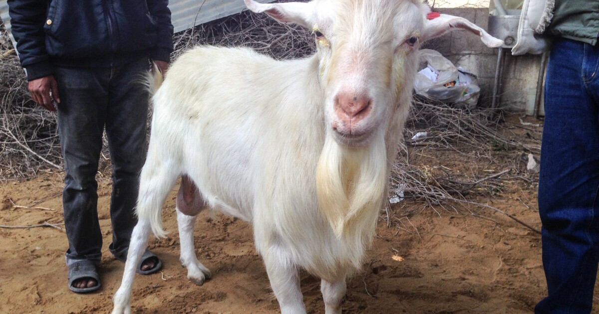 A Hermaphrodite Goat Could Be The Ultimate Scapegoat