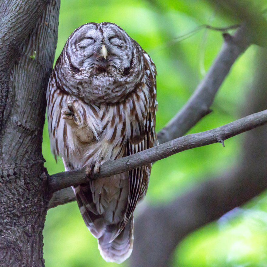 A Barred Owl enjoys a well-deserved rest after eating a chipmunk near Washington D.C. on May 12, 2018.