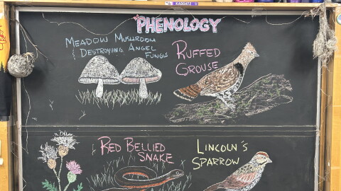 Chalk illustrations show a Canada thistle, Lincoln's Sparrow, red-bellied snake, Ruffed Grouse, Meadow mushroom and destroying angel fungus.