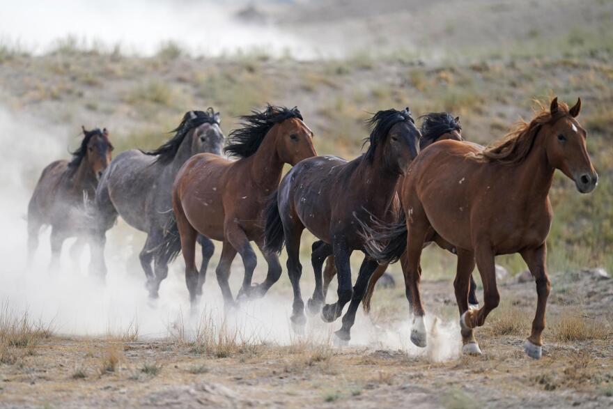 Mustang Roundups