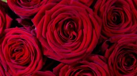 Most Valentine's Day flowers are grown far away and shipped a long distance before they end up in a vase. (Pixabay)