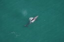 A gray whale seen south of Nantucket on March 1, 2024.