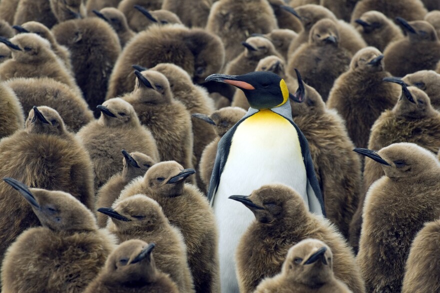 King Penguins (Aptenodytes patagonicus) Adult with chicks, South Georgia Island.