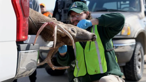A.J. Campbell removes a deer’s lymph node on the back of a hunter’s pickup Saturday at the MDC Central Regional Office and Conservation Research Center in Columbia. “We’re working to slow the disease,” Campbell said. “Where people do nothing about it, the disease spreads rapidly.”