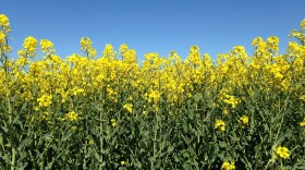 Algy Garrod's rapeseed in bloom in Norfolk, England.