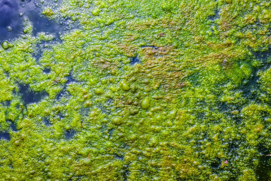 Blue Green algae mats form on the surface of water.