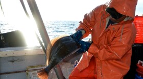 Long Island, N.Y.: Commercial fisherman sorts fluke from his catch of fish on the Long Island Sound in Long Island, New York, on August 30, 2017.