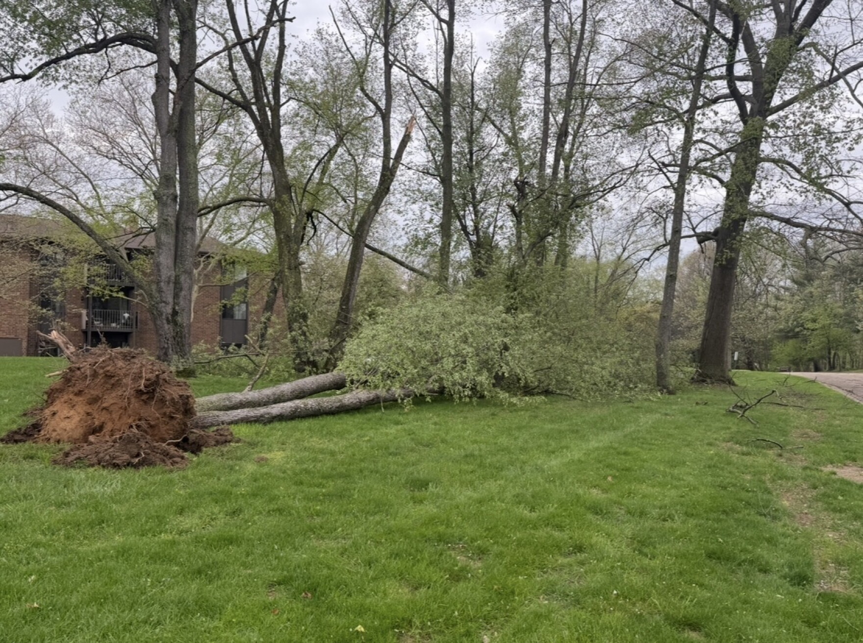 Trees and power lines downed across Southwest Michigan following high winds