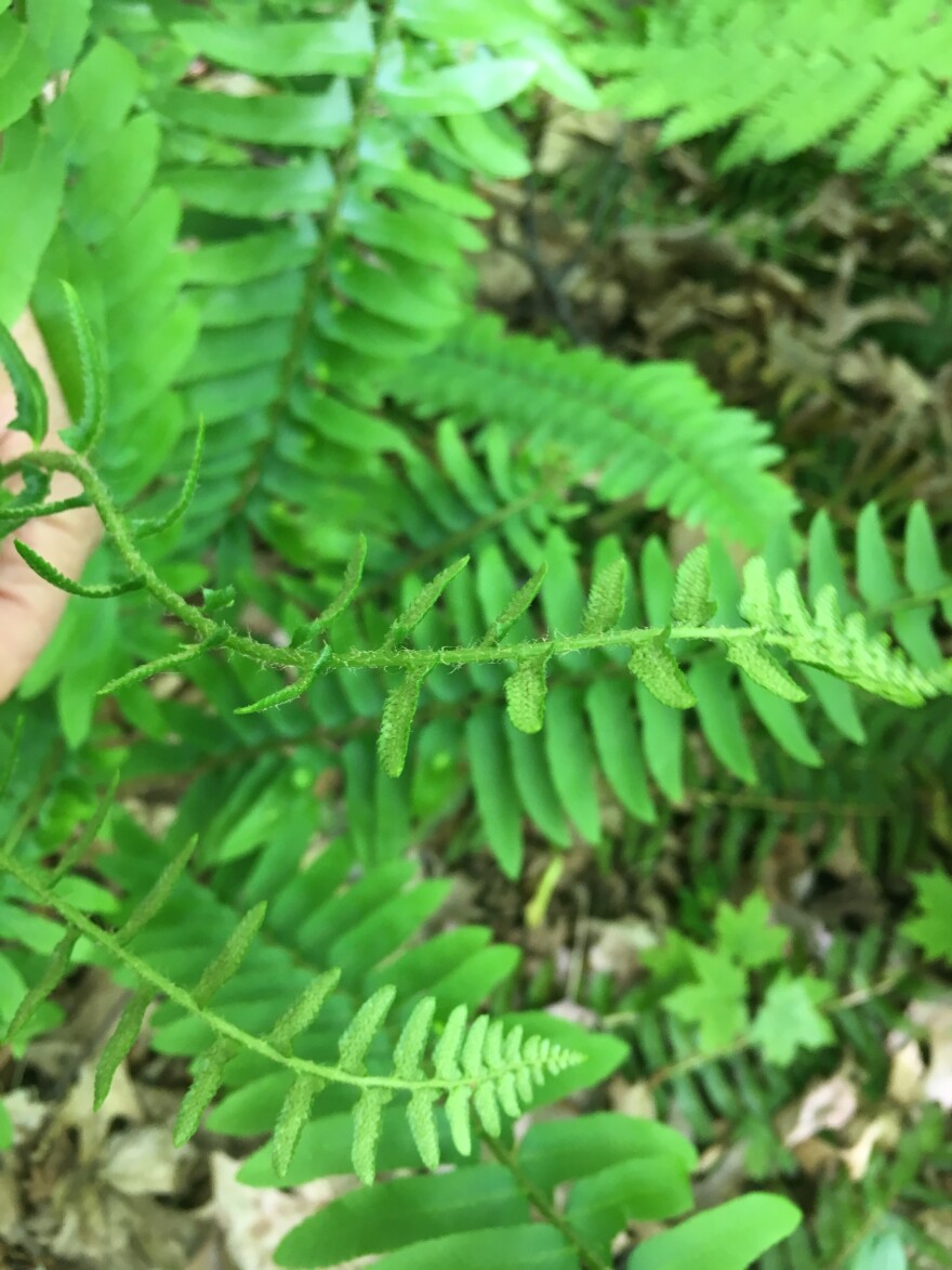 Looking closely at the underside of this fertile Christmas Fern, the spore cases are beginning to become visible. 