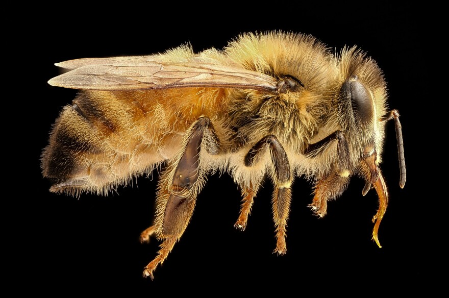 Apis mellifera, also known as a honeybee.