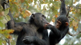 Chimpanzees Bahati and her baby Baroza at Gombe National Park, Tanzania. (© The Jane Goodall Institute/Anna Mosser)