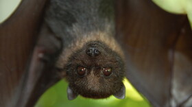 Bats have very fast brains, even using a sort of autopilot when it comes to their echolocation