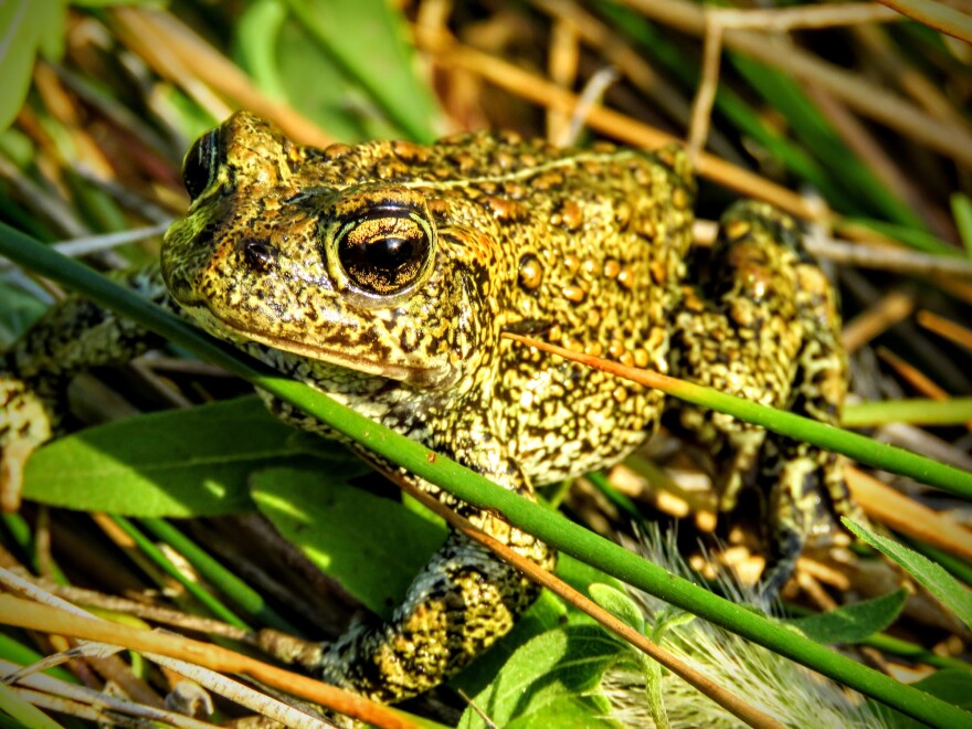 This is a close-up image of the Dixie Valley toad, which is dark green and yellow.
