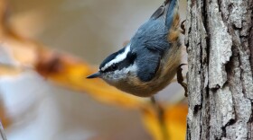 The migratory Red-breasted Nuthatch is “unique among North American nuthatches ... as the only species to undergo regular irruptive movements that appear to be primarily driven by a shortage of winter food on the breeding grounds," according to Cornell Lab's "Birds of the World."