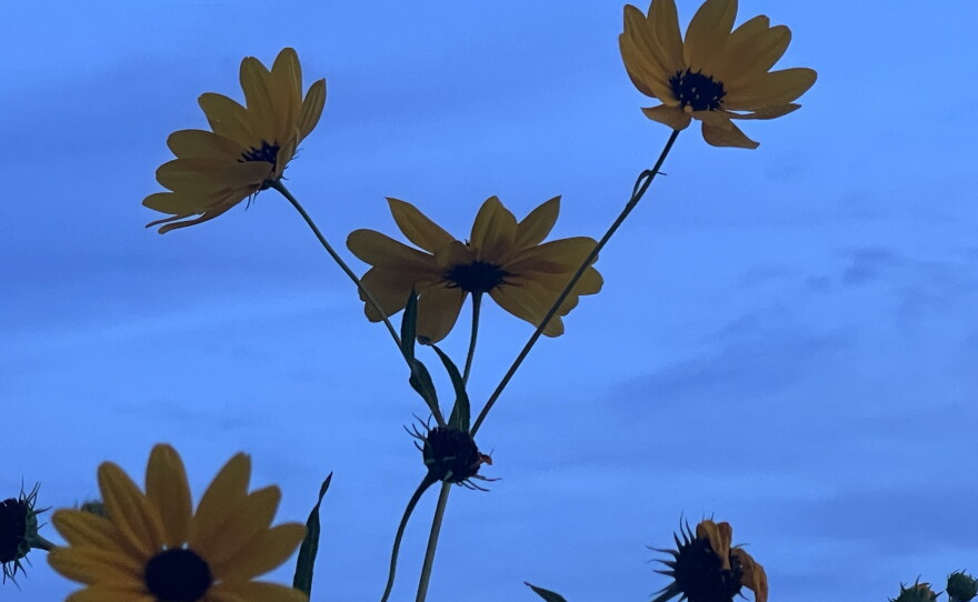 The Pepper Ranch Preserve in Pepper Ranch Preserve in Immokalee is also experiencing a native sunflower bloom. A period for viewing the 2025 annual bloom event of native Southeastern sunflowers is available at https://tinyurl.com/PepperRanchSunflowers.