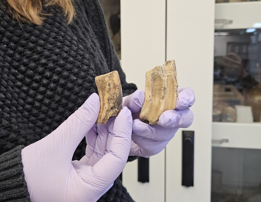 Senior curator Leah Stricker holds the donkey tooth, left, compared to a horse tooth, both excavated at Jamestown Fort.