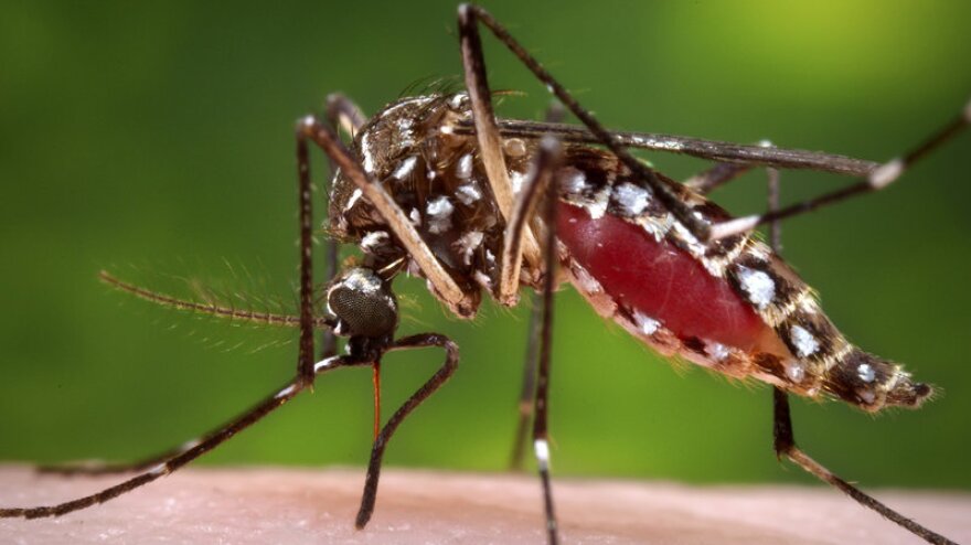 The disease is transmitted through the bite of the female Aedes aegypti mosquito.