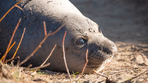 photo shows a close-up of a young elephant seal's face at Año Nuevo State Park