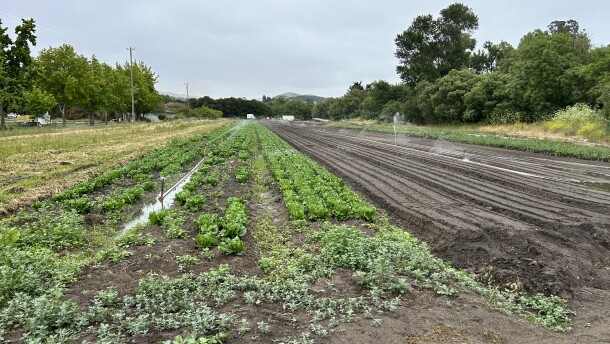 Rows of lettuce at a farm in Aromas.