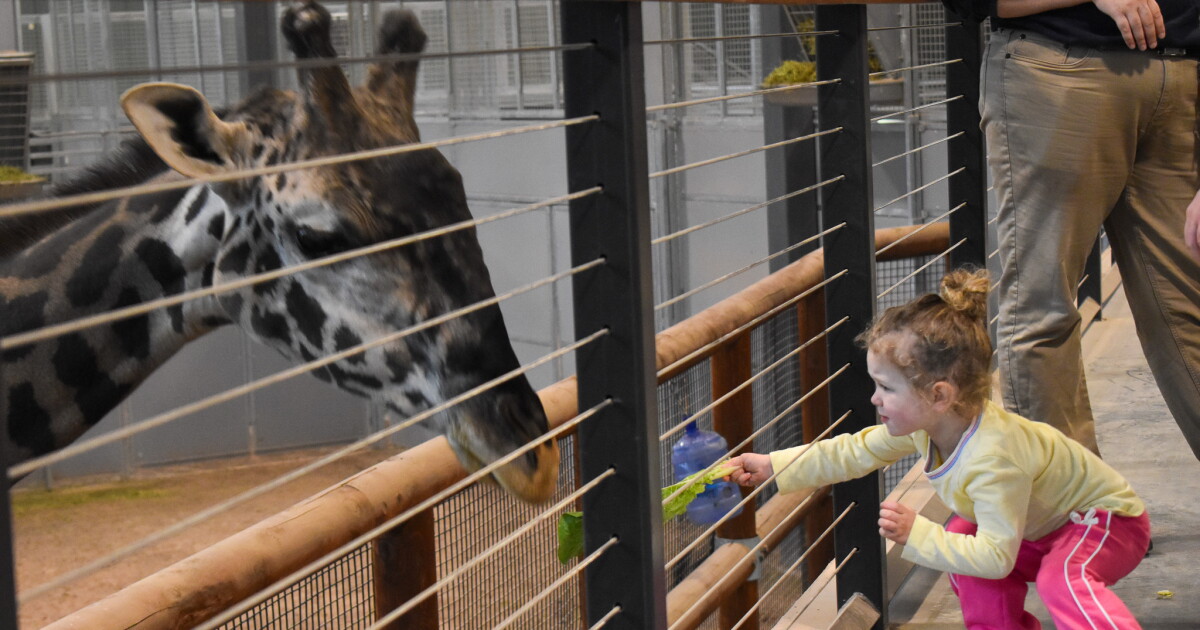 Kansas City Zoo will now let you feed a giraffe up close — just hold the lettuce still