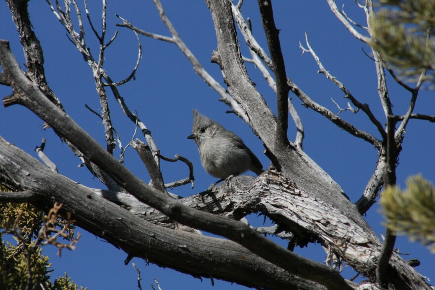 Birdwatching around Utah