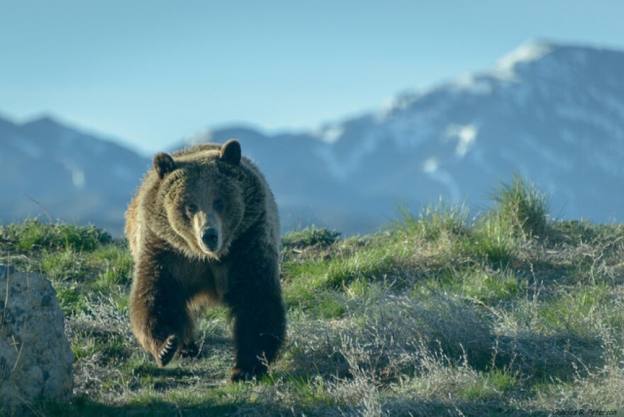 Despite Idaho's petition, grizzly bears remain on Endangered Species List  in the lower 48 states