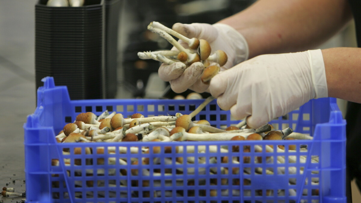 Ohio State granted DEA license to grow psychedelic mushrooms for research - Vimarsana News