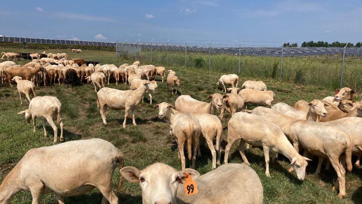 Could wool from sheep help insulate homes in Appalachia?